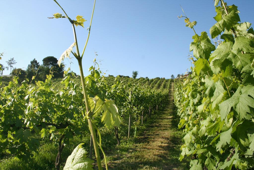 Quinta De Lourosa Pension Lousada Buitenkant foto